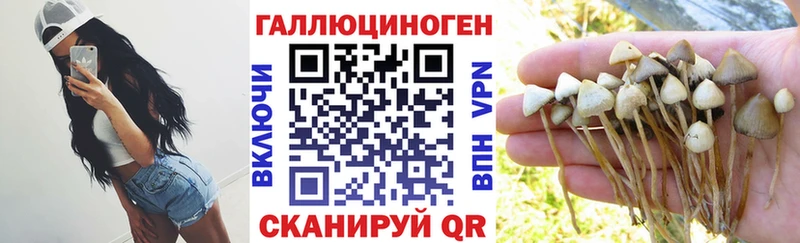 Купить где Сосновый Бор Галлюциногенные грибы Psilocybine cubensis